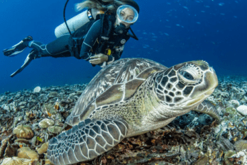 naturalist diving (1)